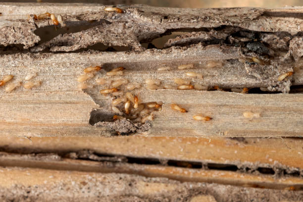 Best Bed Bug Extermination  in Green Valley, CA
