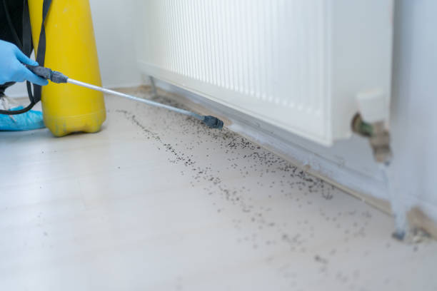 Best Pest Control Near Me  in Green Valley, CA